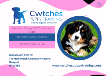 Next-Puppy-Training-Course-3